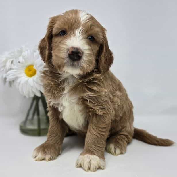 Nelson - Goldendoodle Male