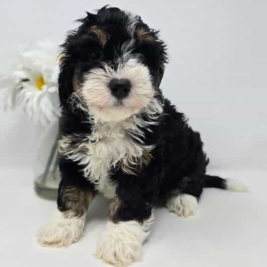 Muffy - Bernedoodle Female