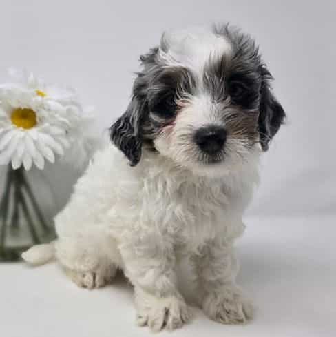 Marina - Bernedoodle Female