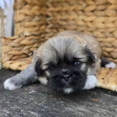 Quill - Pekingese Male