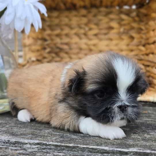 Quincy - Pekingese Male