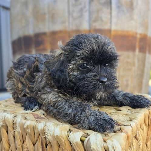 Lana - Shih-Poo Female