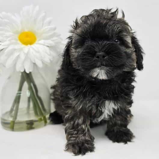 Jovi  - Shih-Poo Male