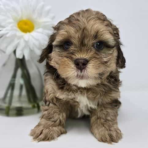 Jaxen  - Shih-Poo Male