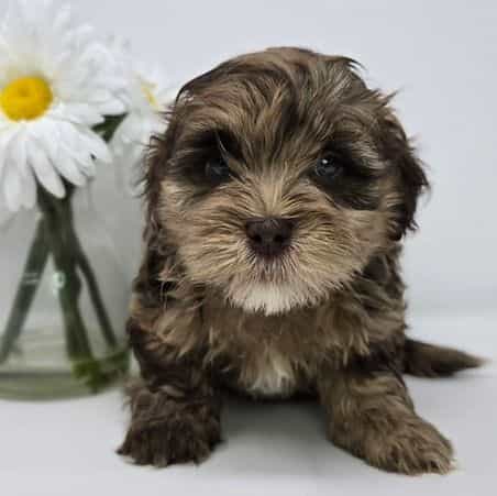 Jensen - Shih-Poo Male