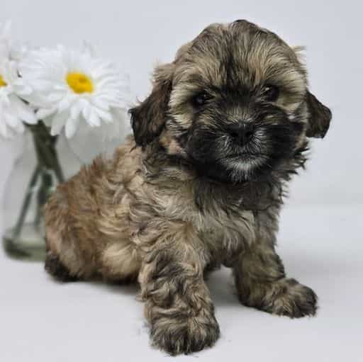 Jordy - Shih-Poo Male
