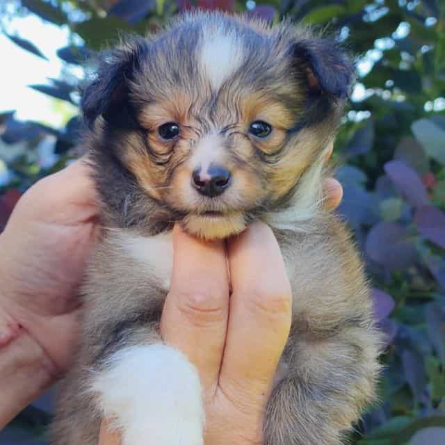Gidget - Shetland Sheepdog Male