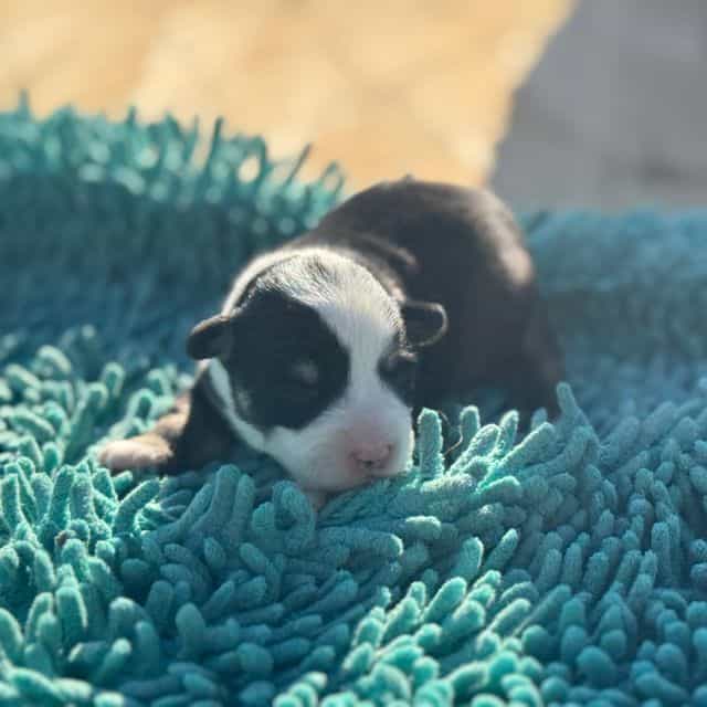Boy 1 - Corgipoo Male