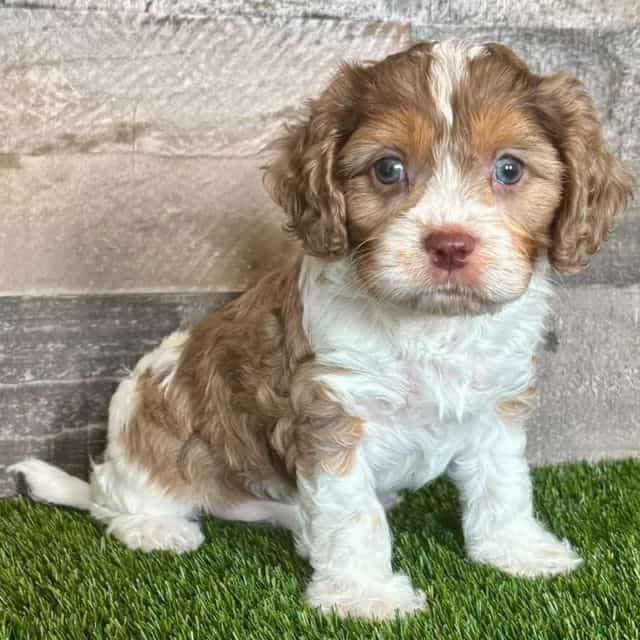 Dawson - Cavapoo Male