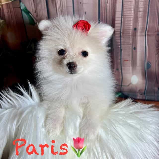 Paris - Pomeranian Female