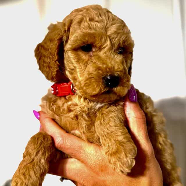 Red Girl - F1B - Goldendoodle Female