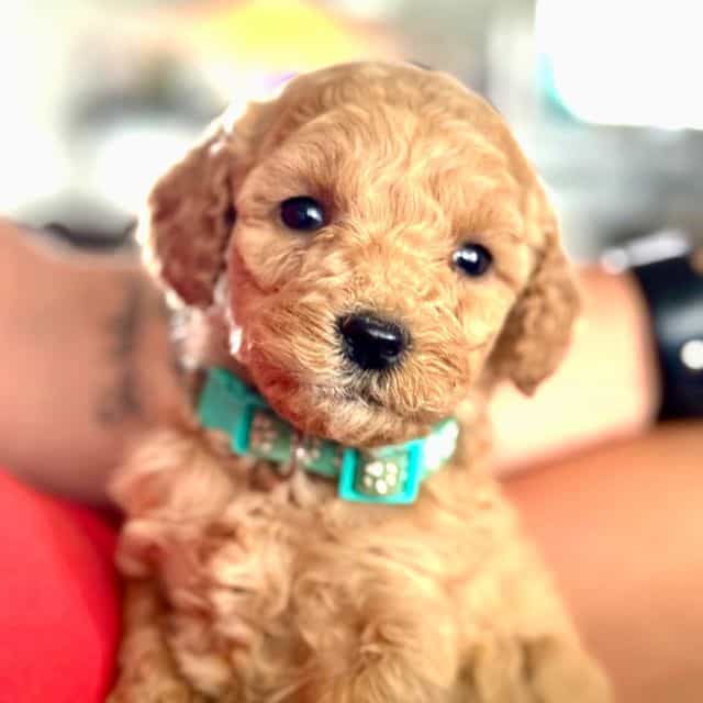 Teal Girl - F1B - Goldendoodle Female
