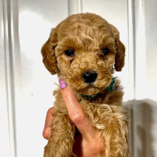 Green Boy - F1B - Goldendoodle Male