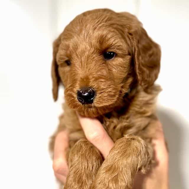 Blue Boy - F1B - Goldendoodle Male