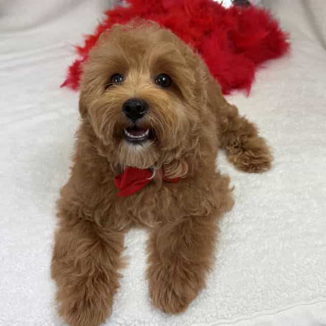 Rae Rae Red Boy - Cavapoo Male
