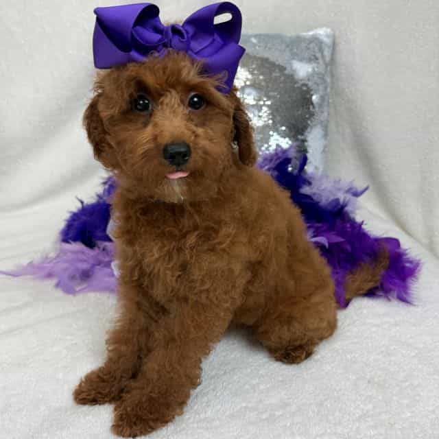 Tally Purple Gi - Goldendoodle Female