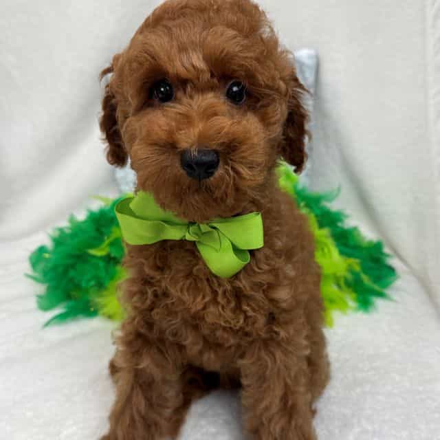 Tally Green Boy - Goldendoodle Male