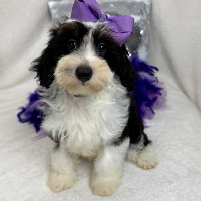 Elsa Purple Gir - Bernedoodle Female