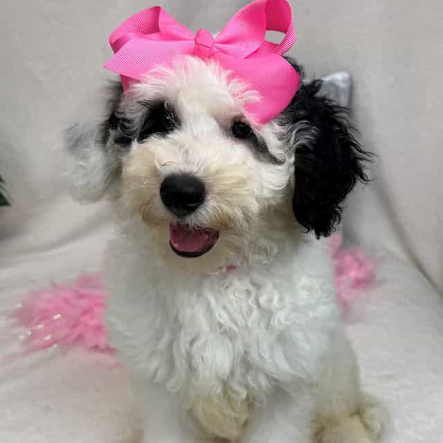 Elsa Pink Girl - Bernedoodle Female