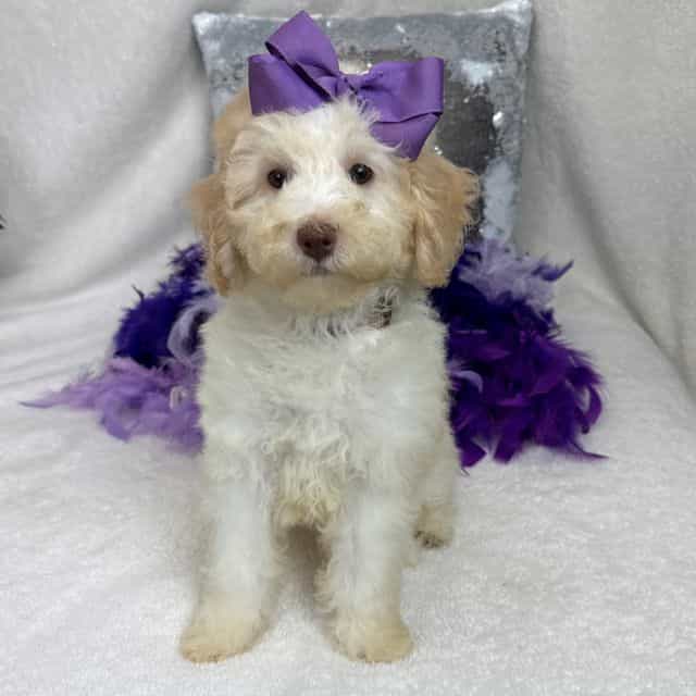 Gracie Purple G - Bernedoodle Female