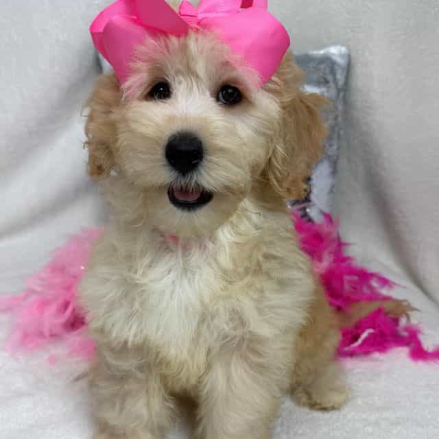 Gracie Pink Gir - Bernedoodle Female