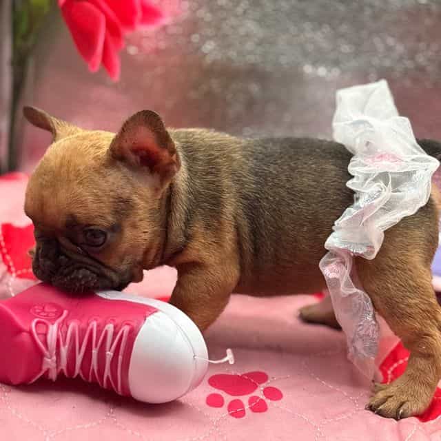 Fiona - French Bulldog Female