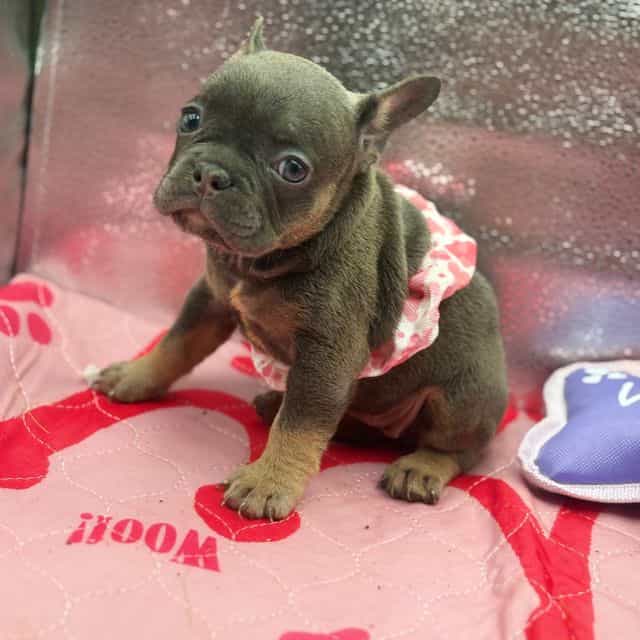 Bluella - Free-Lance Bulldog Female