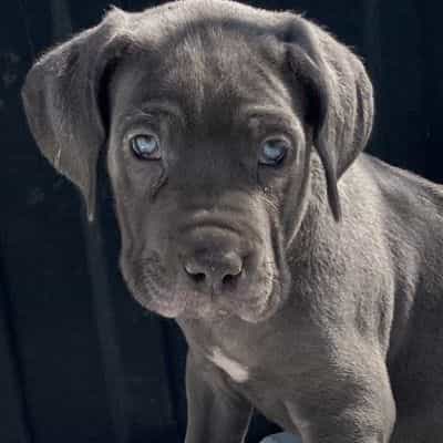 Male 1 - Neapolitan Mastiff Male