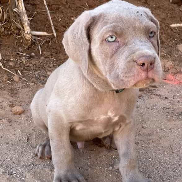 2 - Neapolitan Mastiff Male