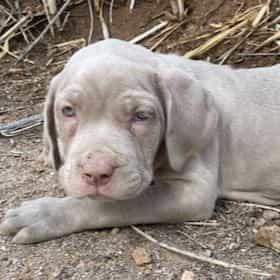 Male 3 - Neapolitan Mastiff Male