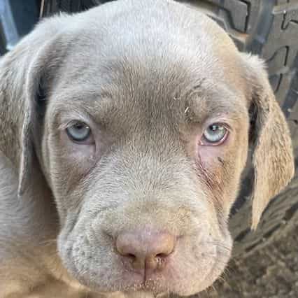 Male 4 - Neapolitan Mastiff Male