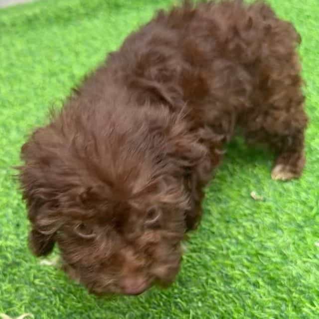 Mocha - Toy Poodle Female