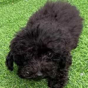 Sabrina - Toy Poodle Female