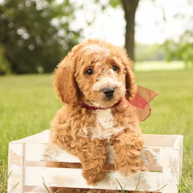 Jasmine - Goldendoodle Female