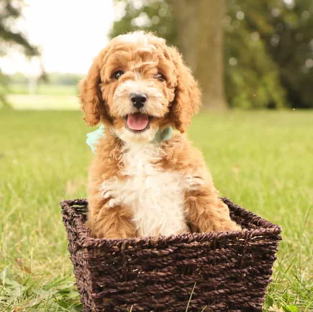 Lily - Goldendoodle Female