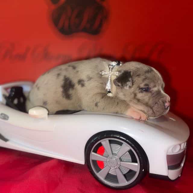 Lillian  - American Bully Female