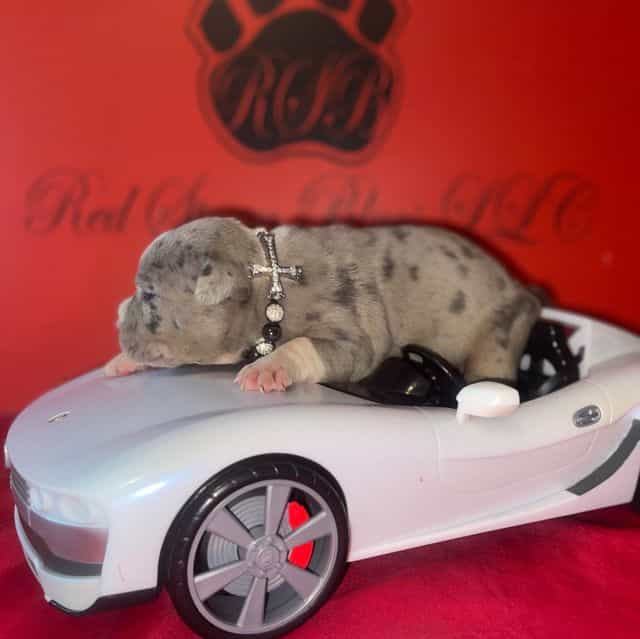 Jason - American Bully Male
