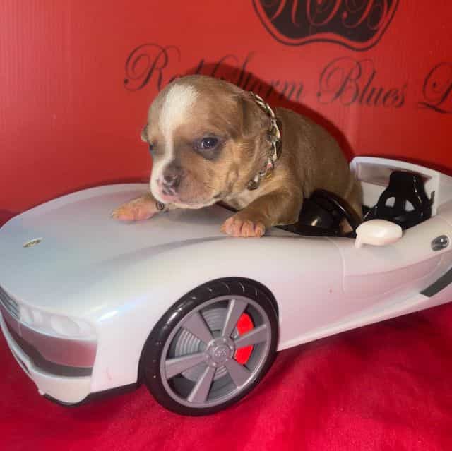 Ricky  - American Bully Male