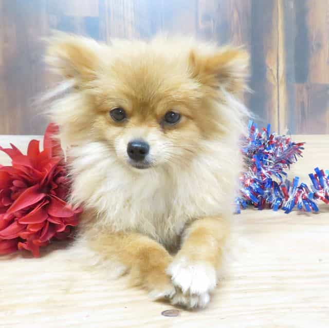 BLOSSOM - Pomeranian Female