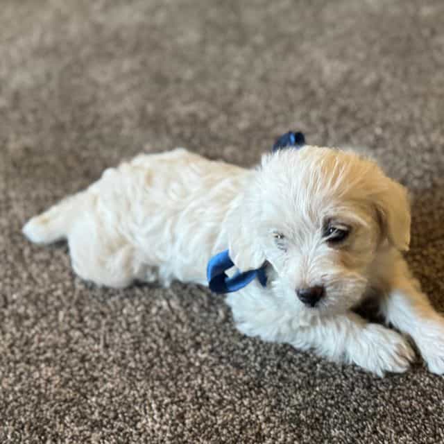 Boy 1 - Shih-Poo Male