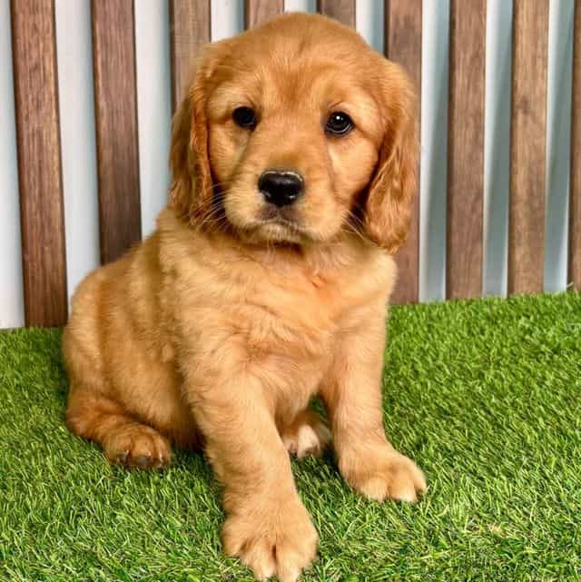 AJ - Cavalier King Charles Spaniel Male
