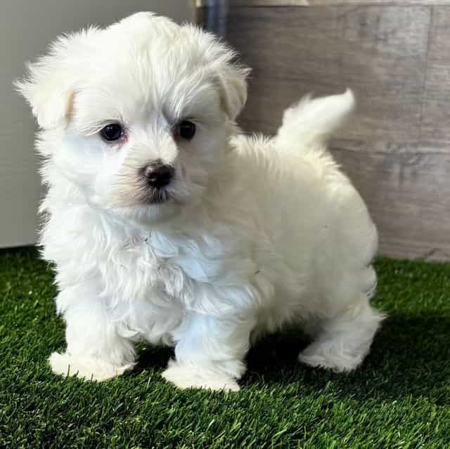 King - Maltese Male