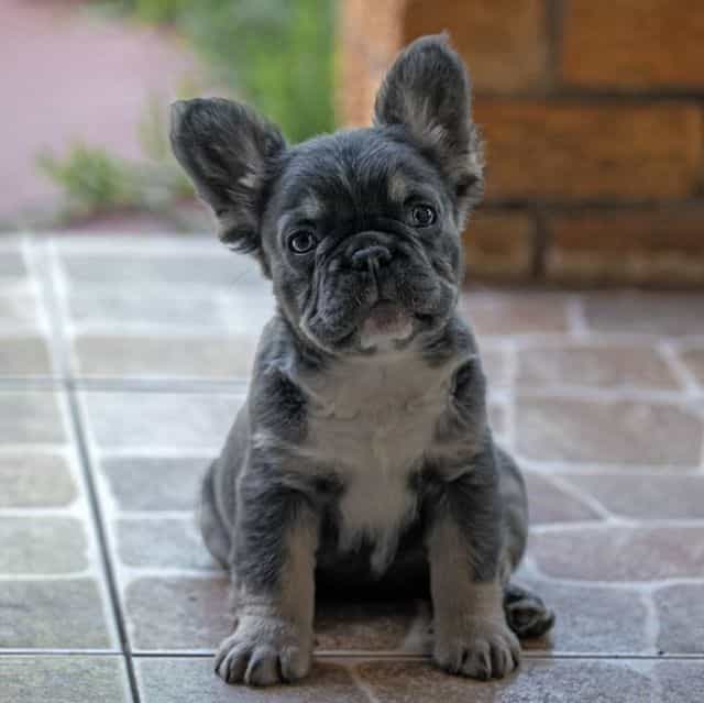 Victoria - French Bulldog Female