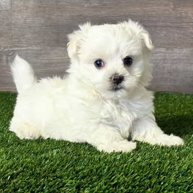 Knox - Maltese Male