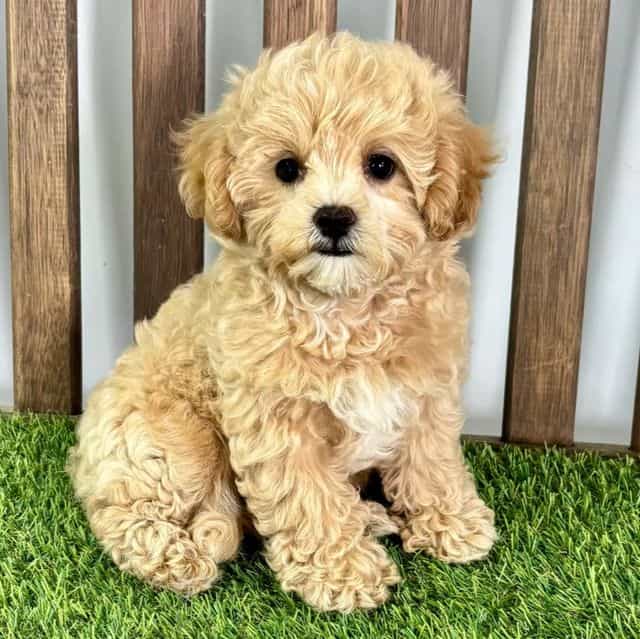 Max - Maltipoo Male