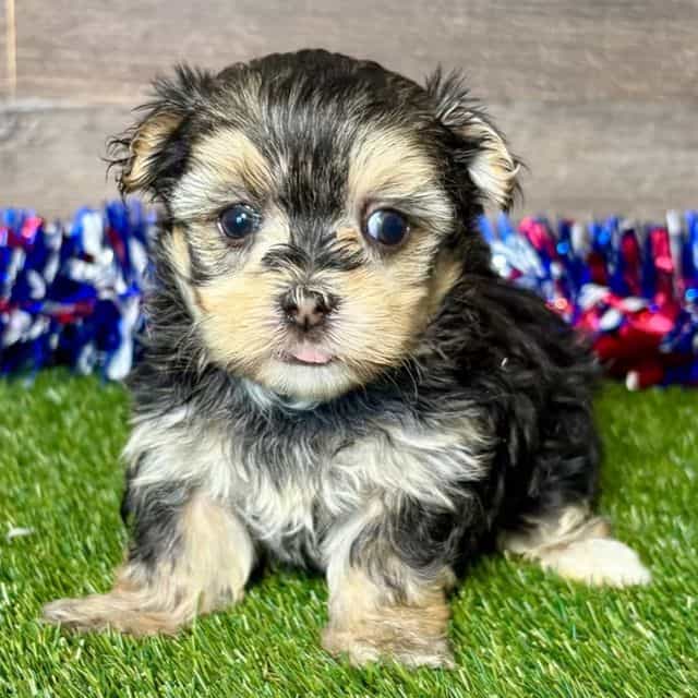 Frida - Morkie Female