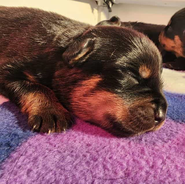 Pink Collar  - Rottweiler Female