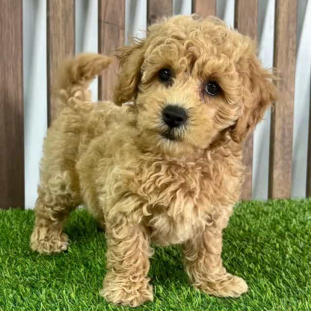 Bo - Poochon Male