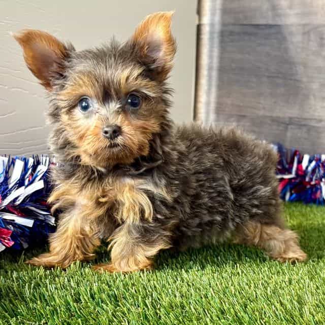Riley - Yorkshire Terrier Female