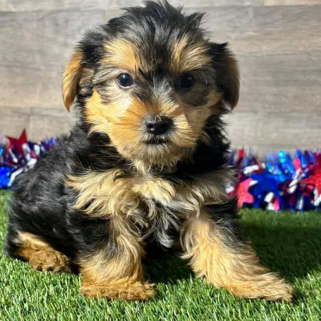 Ryker - Yorkshire Terrier Male